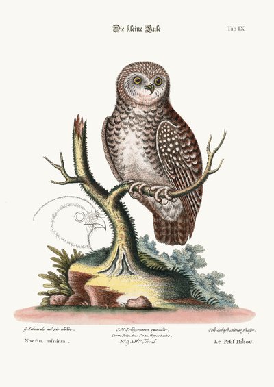 The Little Owl, 1749-73 by George Edwards